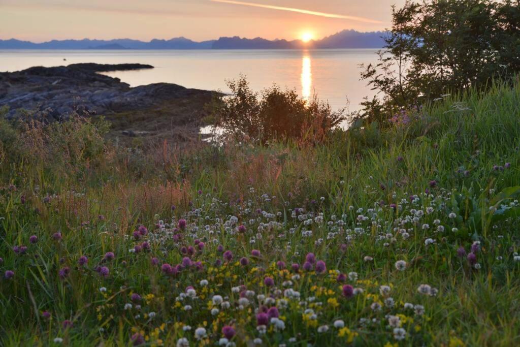 Lofoten Mountains Midnight Sun And Nothern Lights In * Steigen